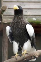 Prächtiger Riesenseeadler