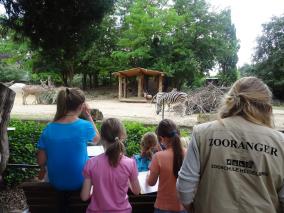 Tierbeobachtung beim Zoo-Unterricht