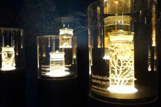 Ausstellung Meere und Ozeane