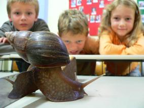 Zoo-Intensiv Staunen Schnecke