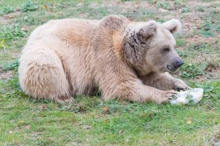 Syrischer Braunbär