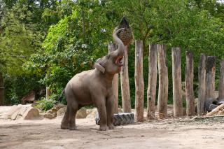 Elefant
