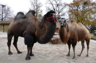 Riecht gut und hat die Haare schön: Trampeltier-Hengst Maruk (l.) beeindruckt seine Stuten mit seinem Aussehen und einem selbst kreiertem Duft-Cocktail. (Foto: Petra Medan/Zoo Heidelberg)