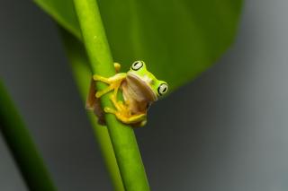 Lemur-Laubfrosch