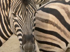 Zebras