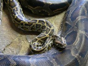 Tigerpython