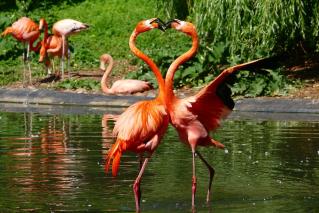 Flamingos