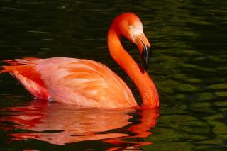 Kuba-Flamingo