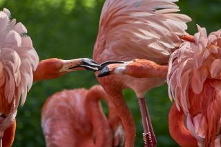 Flamingos bei der Balz