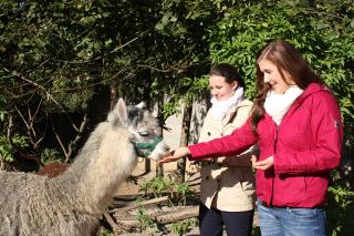 Feeding the alpacas is also a great experience for adults