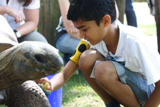 Blindes Kind streichelt Riesenschildkröte