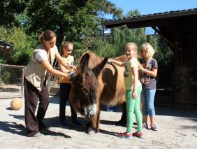 Ferienkinder striegeln die Esel
