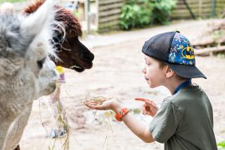 Kind füttert Alpaka