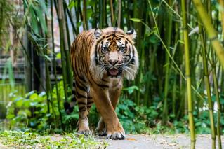 Sumatra-Tiger