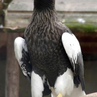 Prächtiger Riesenseeadler