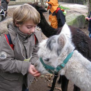 Kind mit Alpaka