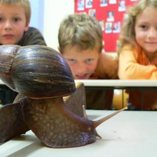 Zoo-Intensiv Staunen Schnecke