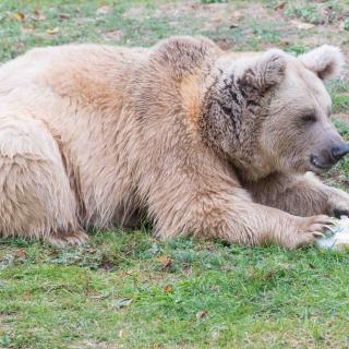 Syrischer Braunbär