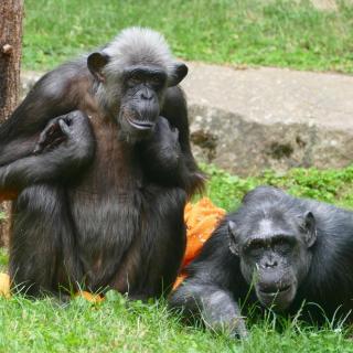 Sie zählen zu den älteren Zoobewohnern: Die Schimpansen im Zoo Heidelberg. Schimpansenweibchen Lulu (l) und Heidi (r) sind rund 50 Jahre alt.