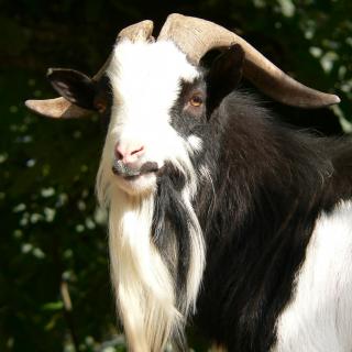 Zwergziege