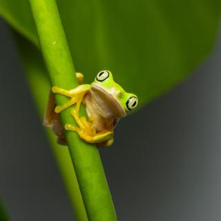 Lemur-Laubfrosch