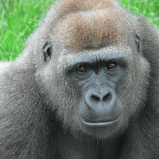 Gorilla im Zoo Heidelberg