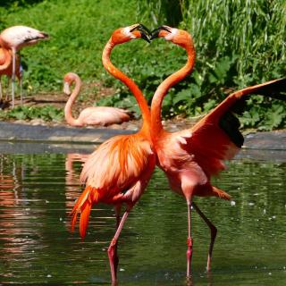 Flamingos 