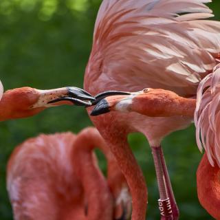 Flamingos bei der Balz