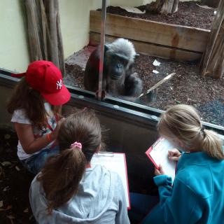Kinder mit Klemmbrettern vor Schimpansin