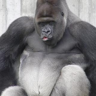 Bobo, der Gorilla wünscht frohe Weihnachten!