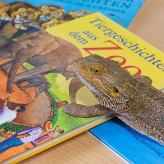 Bartagame mit Büchern