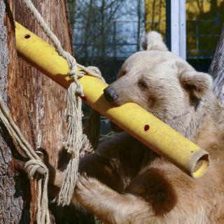 Syrischer Braunbär mit Beschäftigungs-Röhre im Zoo Heidelberg. In der Rühre haben die Tierpfleger Futter versteckt, das nur durch Schütteln der Röhre aus den Löchern fällt. (Foto: Petra Medan/Zoo Heidelberg)