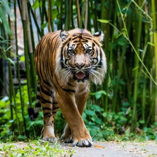 Sumatra-Tiger