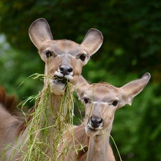 Vorverkauf startet - Kudus sind gespannt