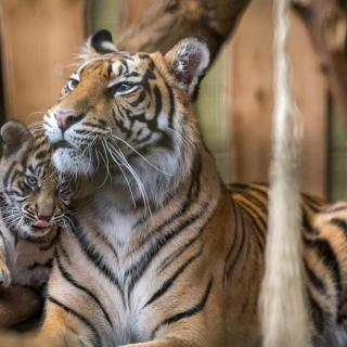 Spannendes über die Sumatratiger im Zoo Heidelberg erfahren die Teilnehmer bei den Schnupperworkshops „Raubtiere“ und „Tierkinder“. Auf dem Foto zu sehen sind Tigerin Karis mit einem ihrer drei Jungtiere, das sich eng an die Mutter schmiegt. (Foto: Susi Fischer/Zoo Heidelberg)